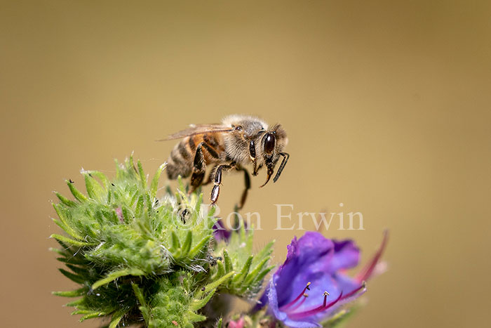 Honey Bee on Viper’s Bugloss