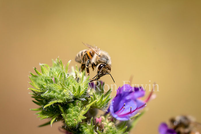 Honey Bee on Viper’s Bugloss