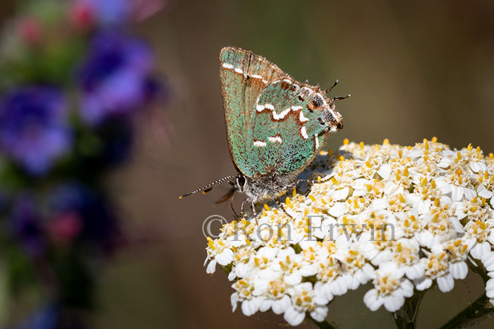 Juniper Hairstreak on Yarrow