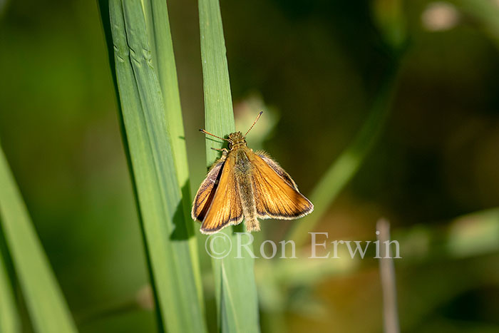 European Skipper