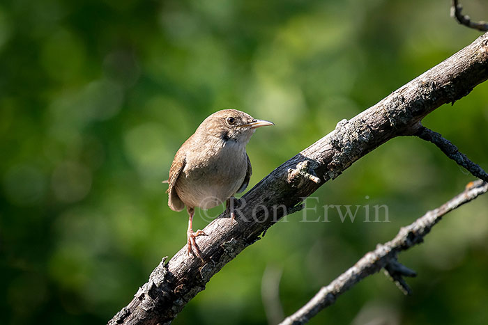 House Wren