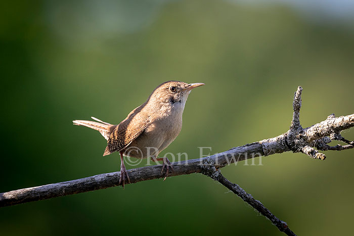 House Wren