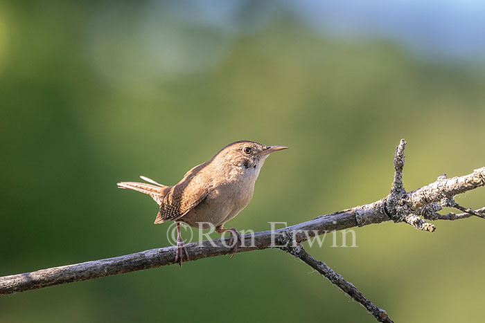 House Wren