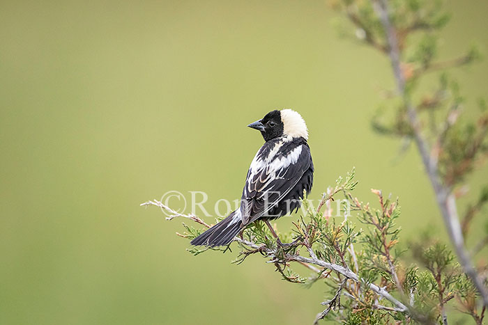 Male Bobolink