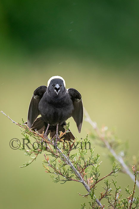 Male Bobolink