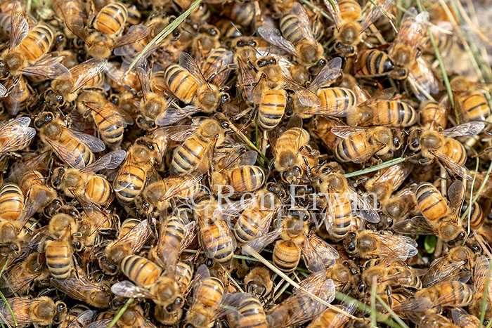 Honey Bee Swarm