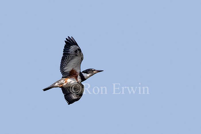 Belted Kingfisher Flying