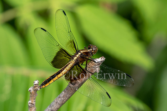 Female Widow Skimmer Dragonfly