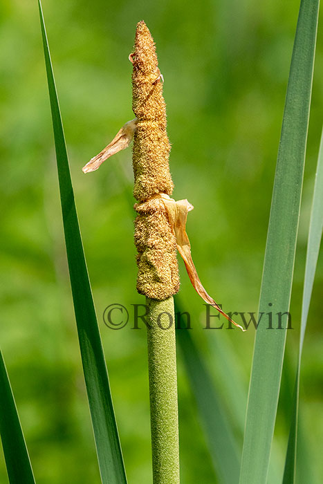 Common Cattail