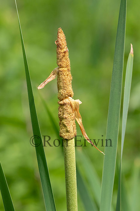 Common Cattail