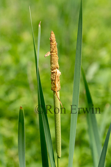 Common Cattail