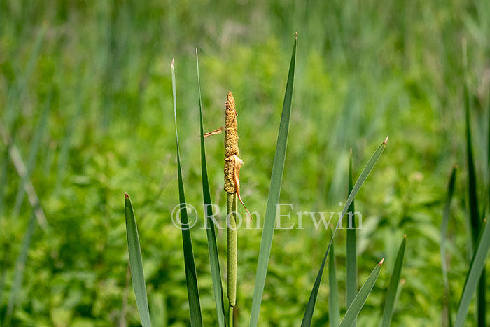 Common Cattail