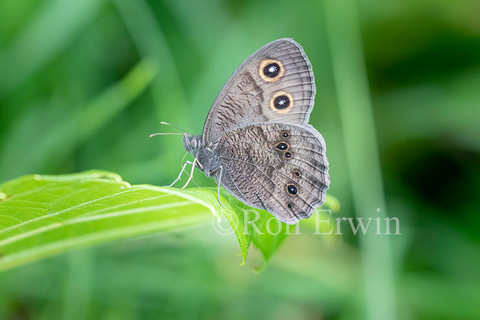 Common Wood-Nymph