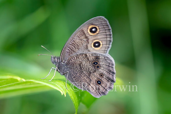 Common Wood-Nymph