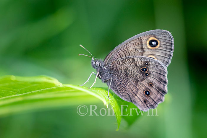 Common Wood-Nymph