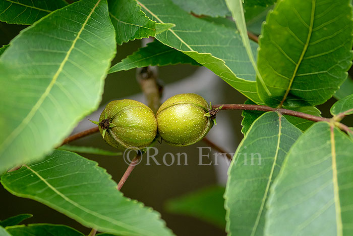 Shagbark Hickory Nuts