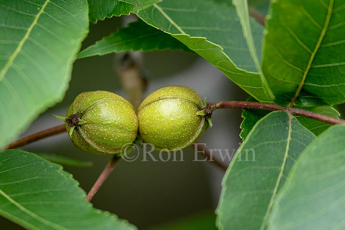 Shagbark Hickory Nuts