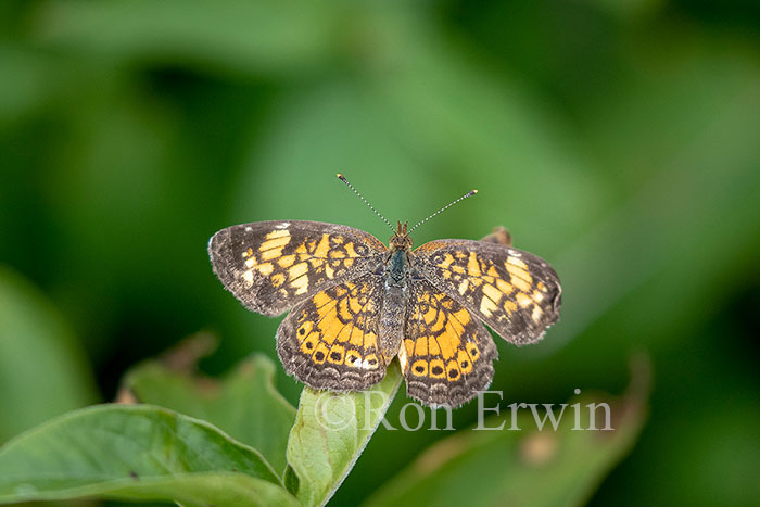 Tawny Crescent