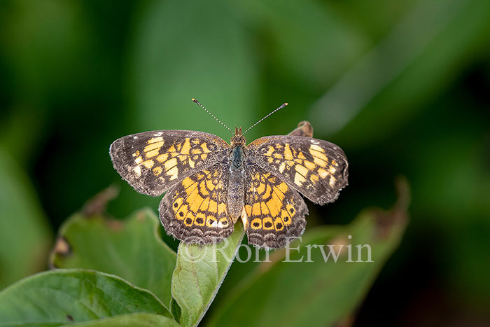 Tawny Crescent
