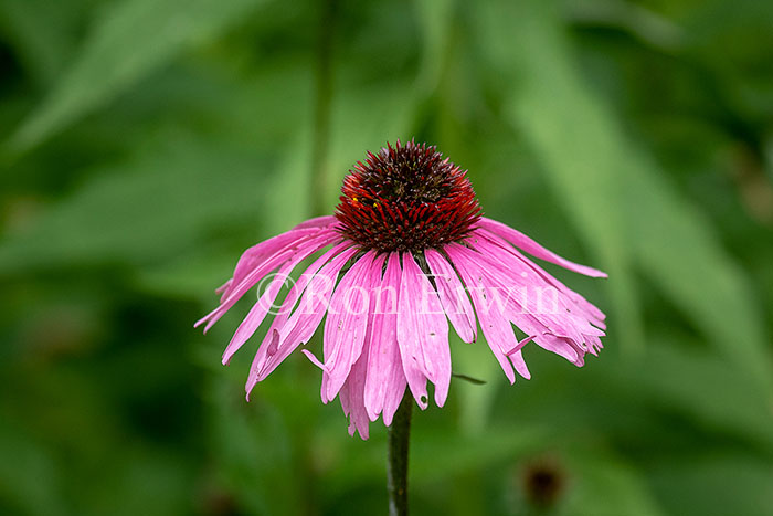 Purple Coneflower