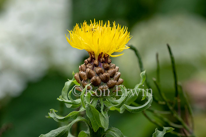 Giant Knapweed