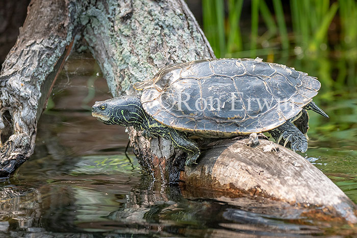 Northern Map Turtle