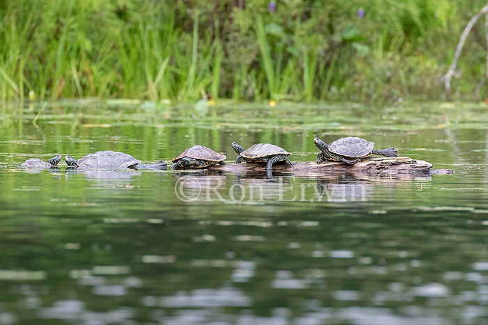 Northern Map Turtles