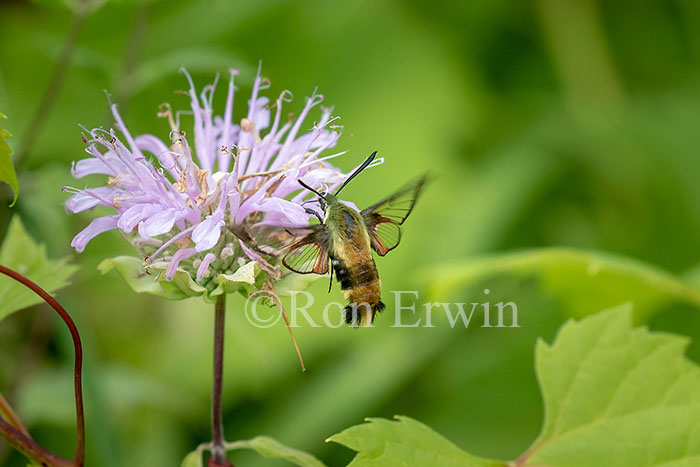 Snowberry Clearwing Moth