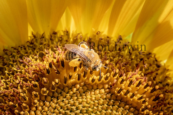 Long-horned Bee