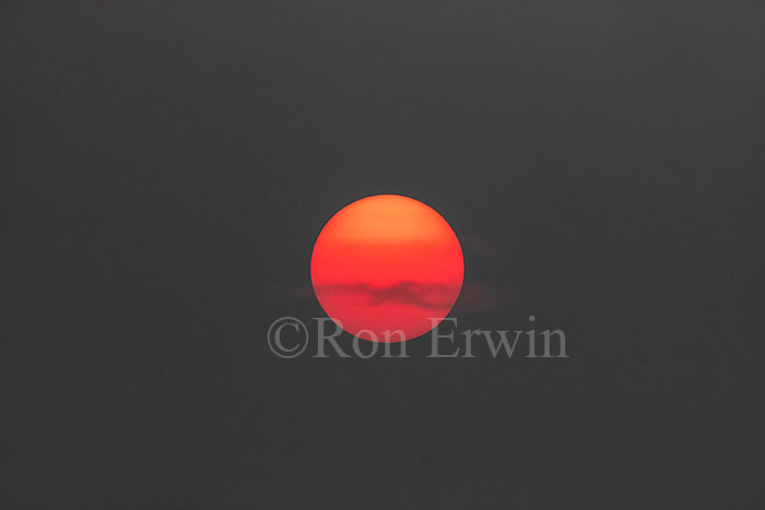 Black Hole Sun
