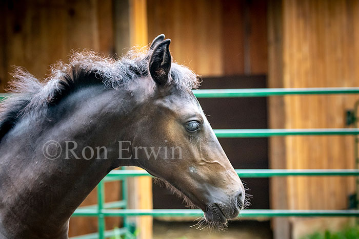 Foal