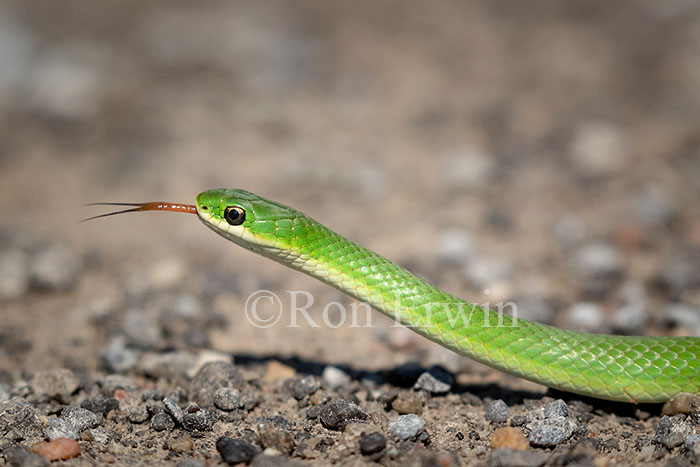 Smooth Greensnake