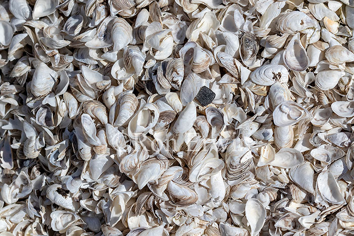 Zebra and Quagga Mussel Shells