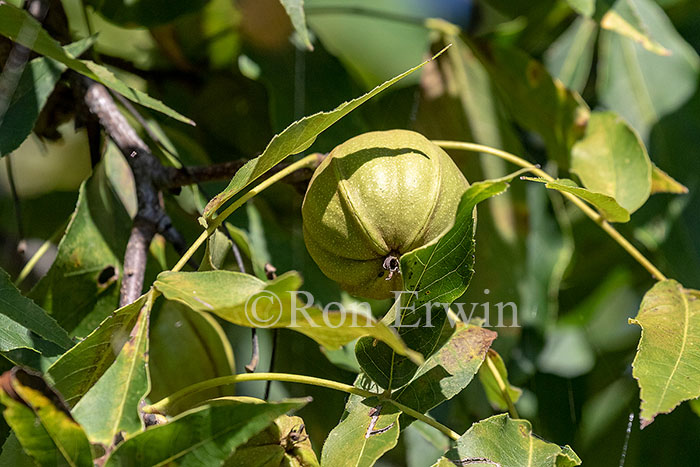 Shagbark Hickory Nuts