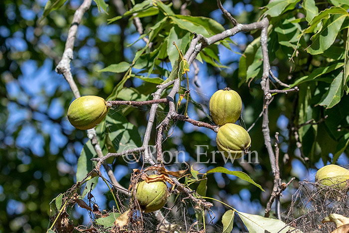 Shagbark Hickory Nuts