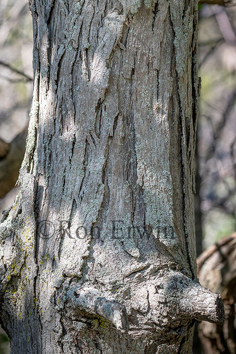 Shagbark Hickory