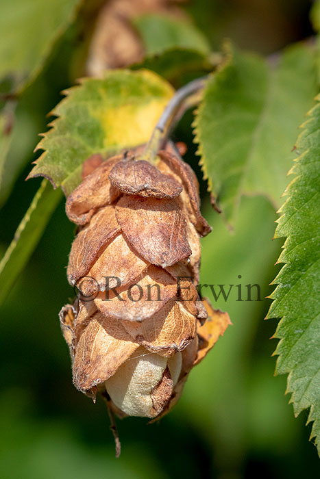 American Hophornbeam Fruit