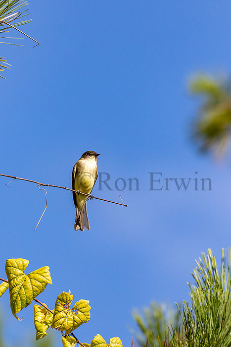 Eastern Phoebe