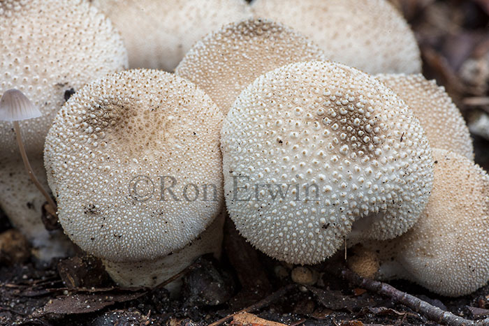 Common Puffballs