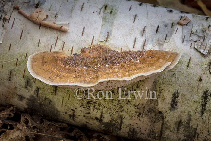 Birch Polypore