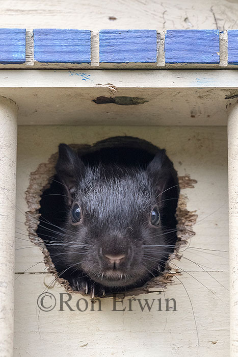 Grey Squirrel in Birdhouse