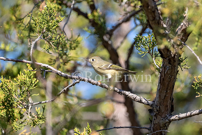 Ruby-crowned Kinglet