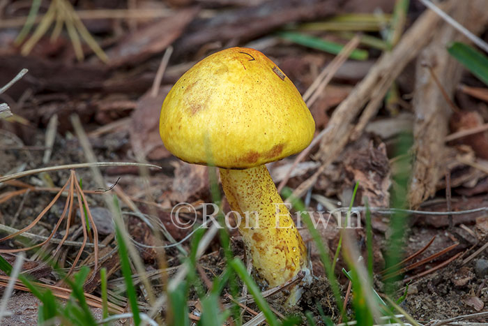 Fungus