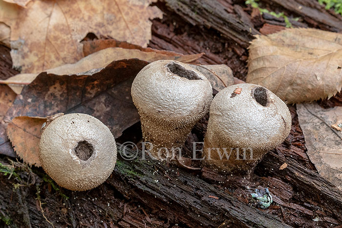 Common Puffballs