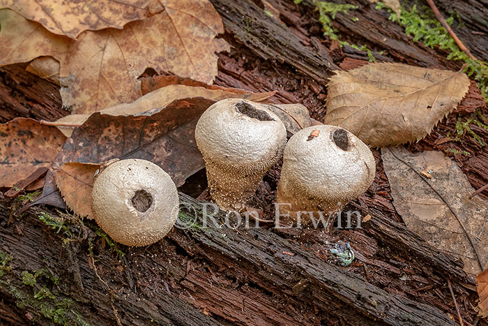 Common Puffballs