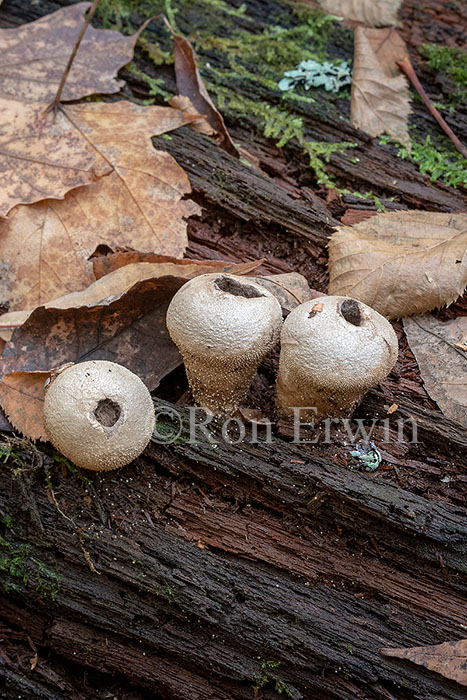 Common Puffballs
