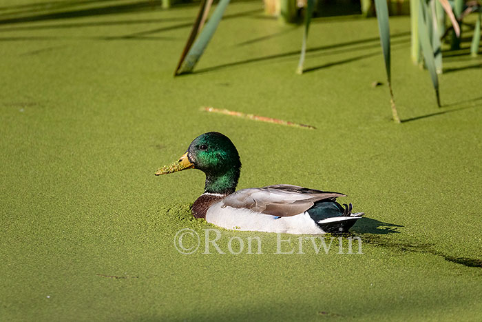Male Mallard