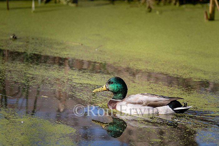Male Mallard