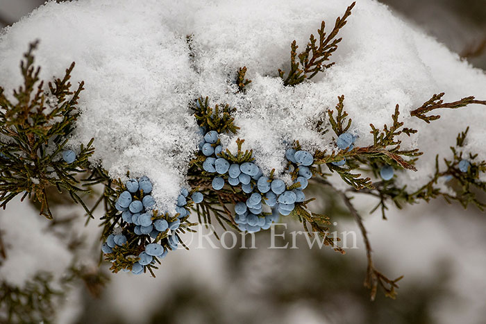 Juniper Berries & Snow
