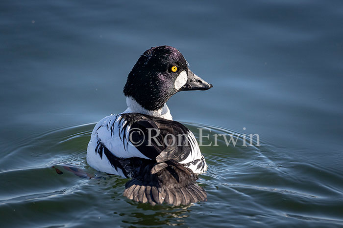 Common Goldeneye Male